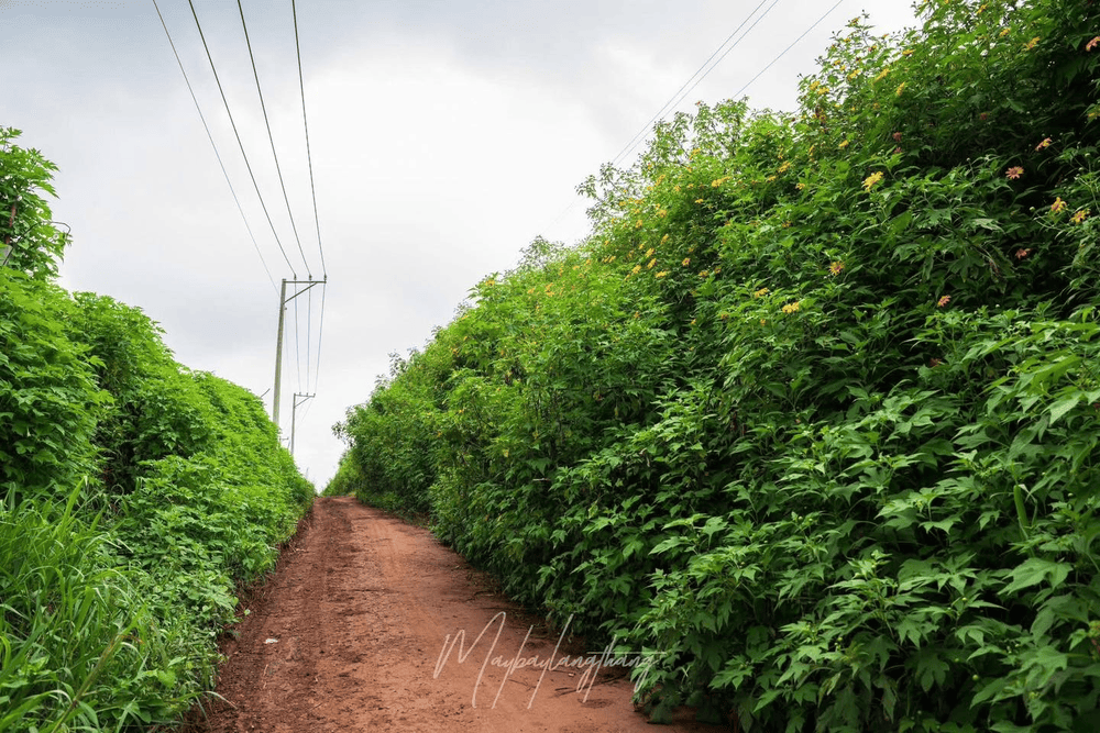 Con đường đất đỏ uốn lượn giữa đồi chè là góc ảnh đậm chất “Đà Lạt mộc mạc” (Nguồn: Đồi Chè Cầu Đất)